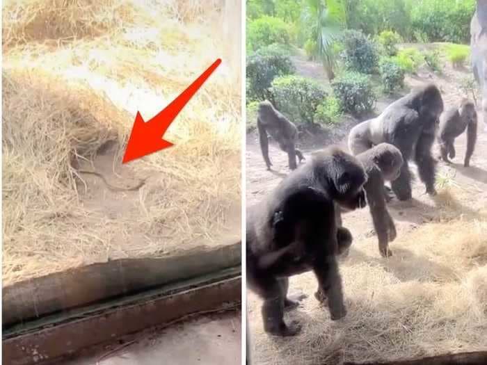 A Disney fan visiting Animal Kingdom filmed the moment a group of gorillas discovered a snake slithering through their enclosure