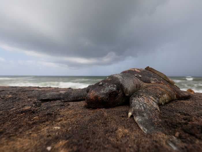 The carcasses of turtles, dolphins, and whales are washing up on Sri Lanka beaches after a cargo ship carrying toxins sank in the Indian Ocean