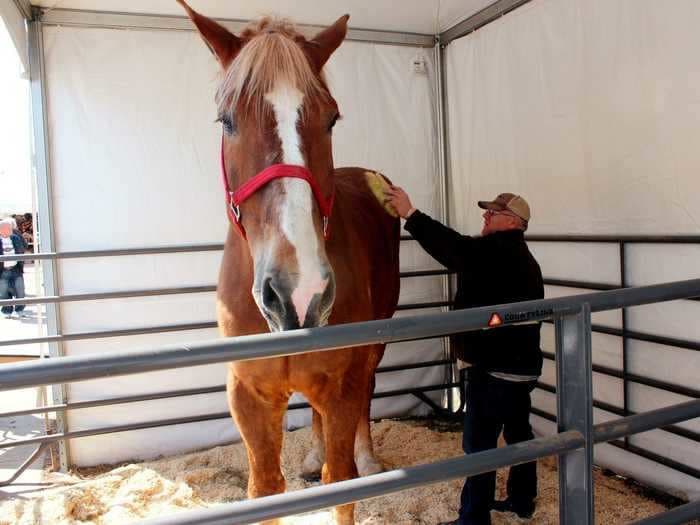 Big Jake, tallest horse in the world and a 'big jokester,' dies in Wisconsin