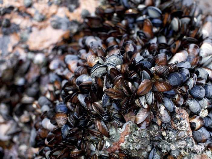 Mussels, clams, and other shellfish in Canada's seas boiled to death in its record-breaking heat wave