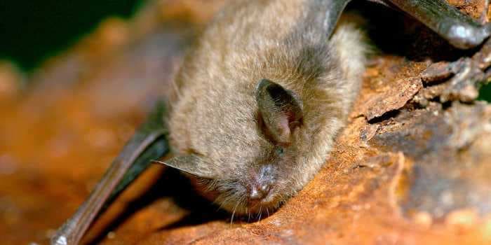 Nearly 200 campers needed preventative shots after a rabid bat was discovered at a Nebraska zoo