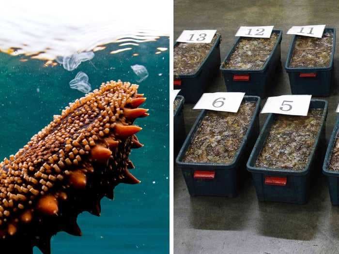 Japan's coast guard busted 11 poachers who were trying to make off with 1,500 pounds of sea cucumbers worth $20,000