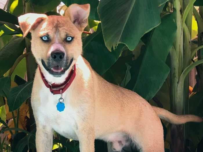 An adoption ad has gone viral after a woman tried to find a permanent home for her 'hellion' foster dog Hank