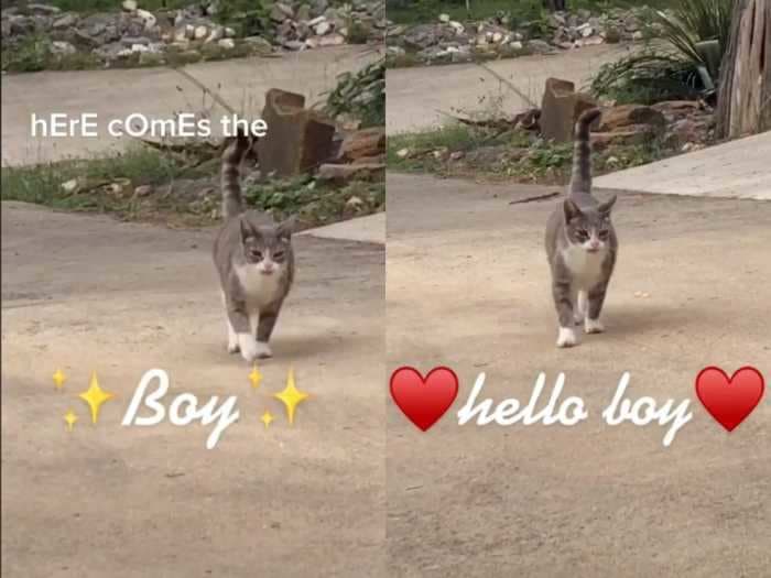 TikTok sensation 'Here Comes the Boy' cat now has an official Instagram account