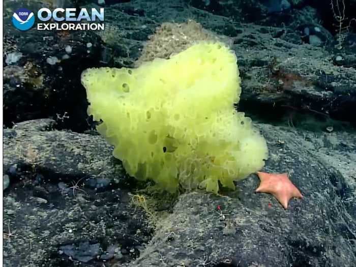Marine scientists spotted a 'real-life' SpongeBob SquarePants and Patrick Star near an underwater mountain in the Atlantic