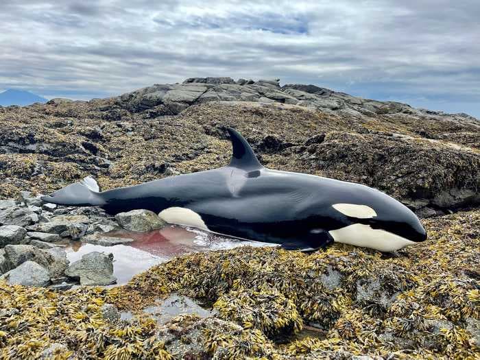 A killer whale stranded on rocks in Alaska was saved after a group of people spotted it and kept it wet until the tide rose