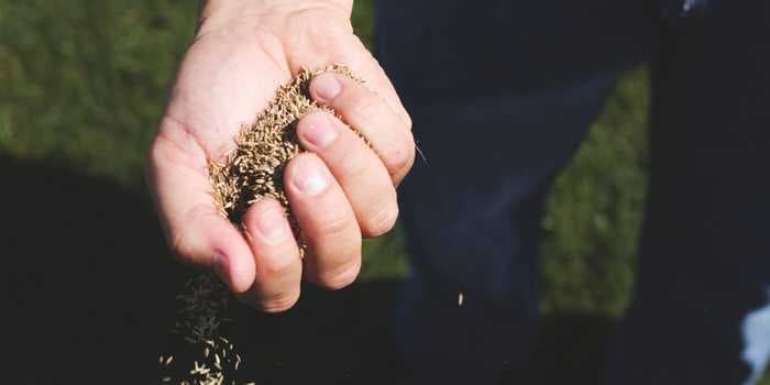How and when to plant grass seed based on where you live