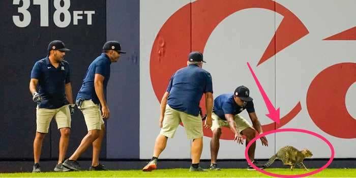 Fans at Yankee Stadium erupted in cheers and chants of 'MVP' after a cat interrupted the game and ran across the field eluding security