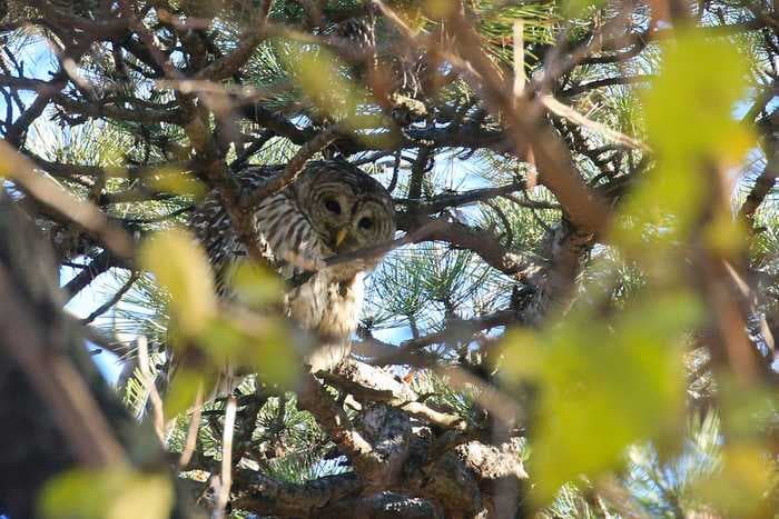 A 'beloved' Central Park barred owl has died after accidentally crashing into a park maintenance vehicle