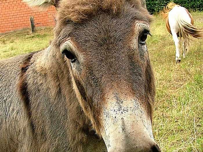 A rescued mule in England who had just learned to trust humans and accept carrots after years of neglect was stabbed in the face