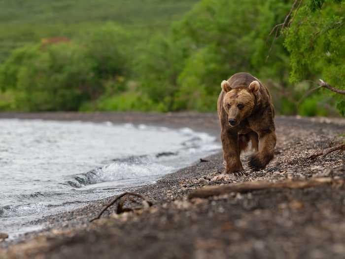 A Russian millionaire politician said he accidentally killed a man because he mistook him for a bear