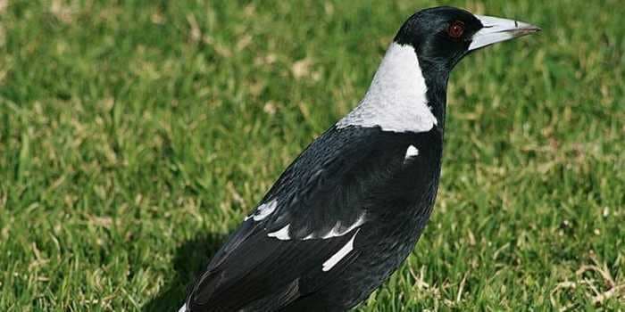 A 5-month-old baby died after her mother fell while trying to avoid a swooping magpie that had previously attacked park users