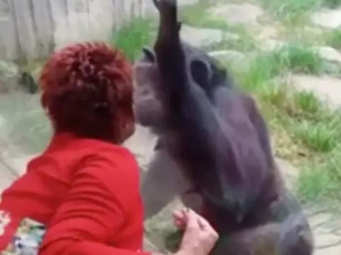 A Belgian zoo has banned a woman who said she had an 'affair' with one of their chimpanzees