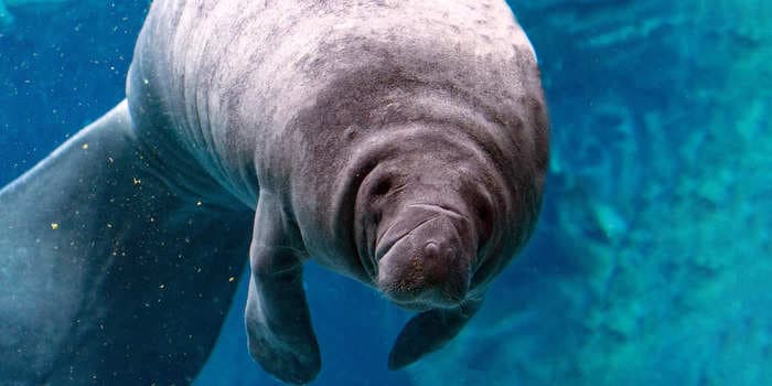 Hundreds of manatees are starving off the coast of Florida because of an ecosystem collapse, state officials say