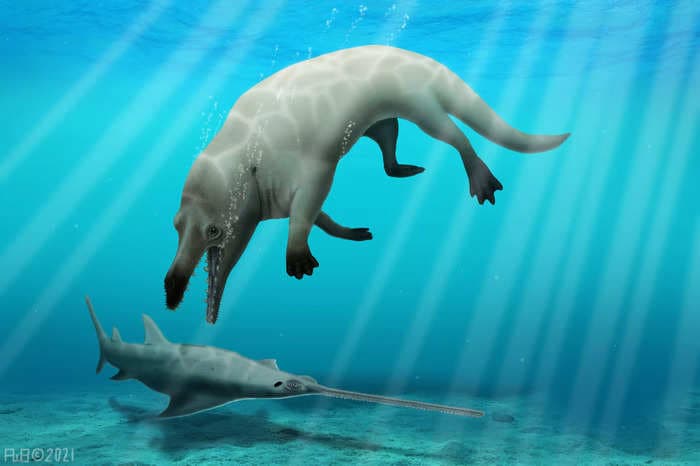 Scientists have found the fossil of a deadly 4-legged whale that had a jackal-like head and lived both on land and in the sea