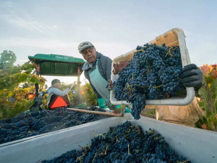 How California wineries are surviving a record-hot summer and adapting their crops to climate change