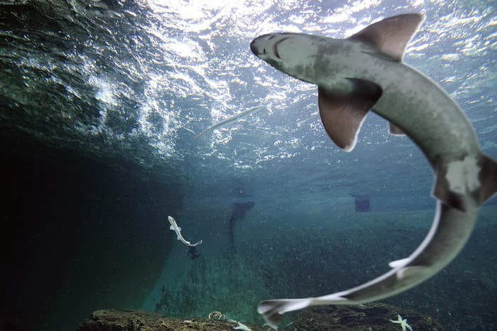 A baby shark born in all-female tank could be a rare case of a 'virgin birth'