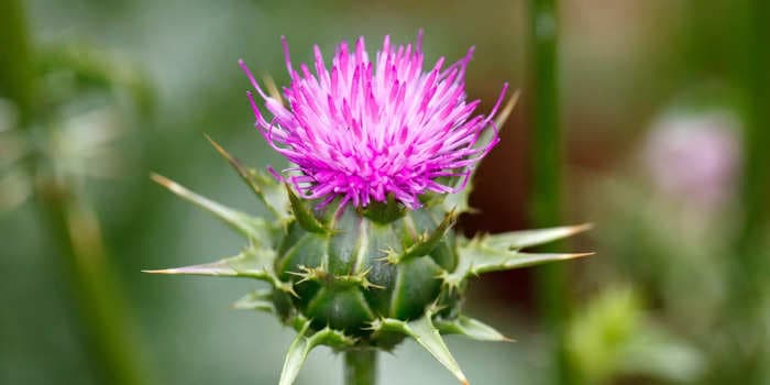 5 benefits of milk thistle, an herbal remedy that supports skin and bone health