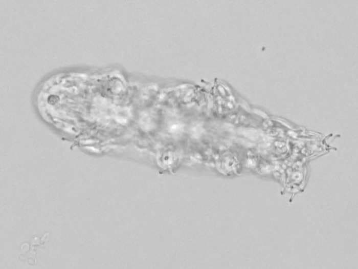 Videos of tardigrades walking around reveal that these microscopic water bears rely on 'grappling hook' claws