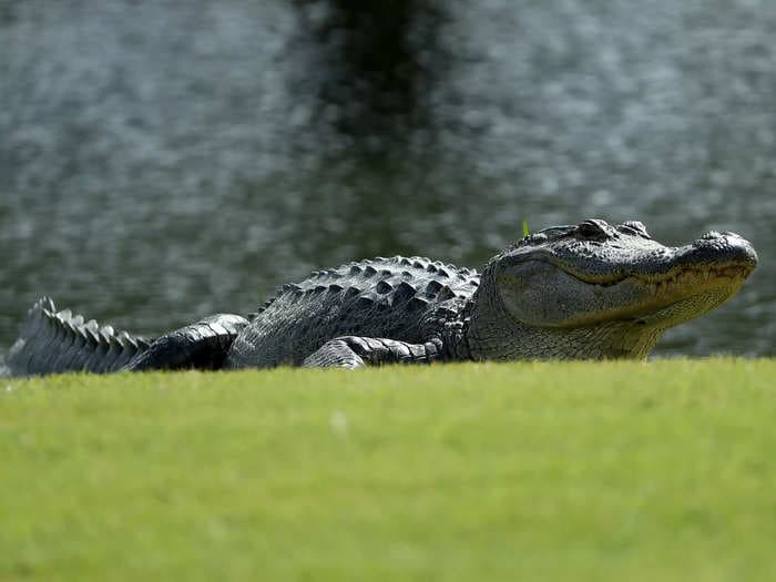 Prehistoric Native American artifacts from 6,000 BC were found in a Mississippi alligator's stomach