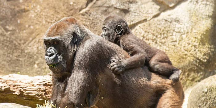 More than a dozen gorillas tested positive for COVID-19 at an Atlanta zoo