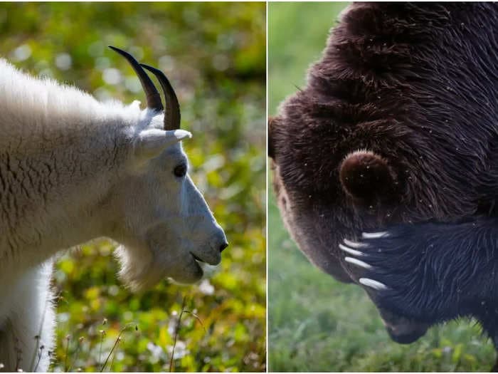 A Rocky Mountain goat fought and killed a grizzly bear by stabbing its neck with its razor sharp horns, researchers say