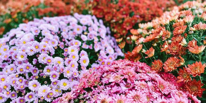 How to plant and care for mums