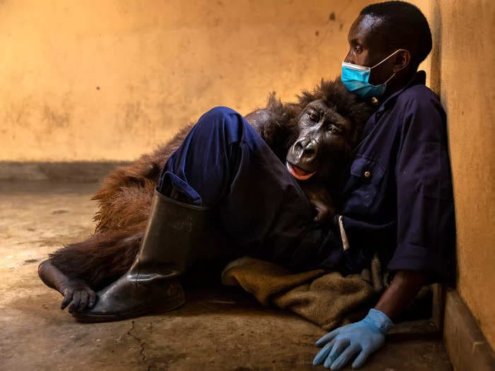 Gorilla featured in viral 'selfie' dies in the arms of the same ranger who rescued her as a baby