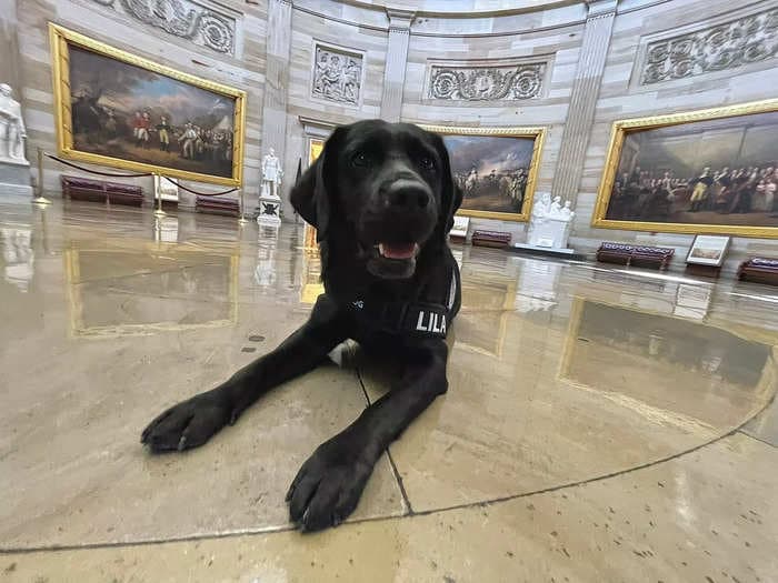 Capitol police welcomes its newest member: an emotional support dog named Lila