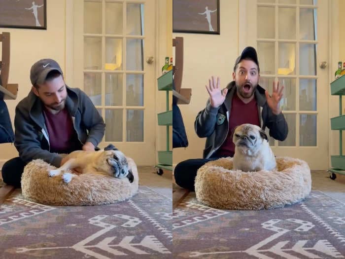 A TikTok-famous floppy pug called Noodle has sparked a meme about his 'no-bones days' after videos of his morning routine went viral