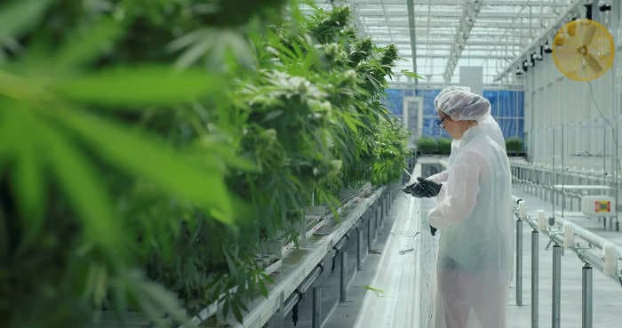 Insider Cannabis: FIS comes for cannabis