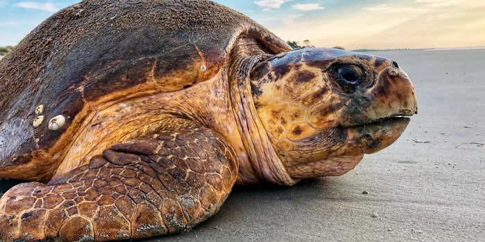 A sea turtle that was rescued from a fishing hook in Alabama died in a Mississippi aquarium 8 days later