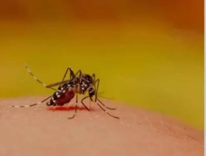 Delhi records its first death due to dengue this year