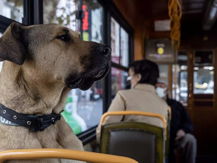 Photos show the adventures of Boji - Istanbul's commuting dog - who passes through 29 metro stations each day