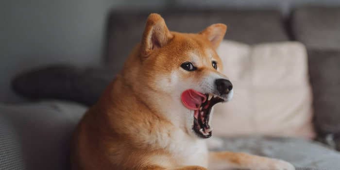 What is shiba inu coin? Is there anything real behind its blistering rally, or is it pure hype?