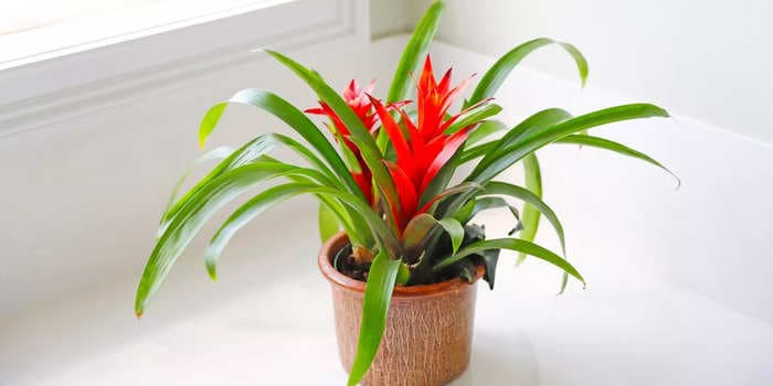 How to grow and care for a bromeliad plant