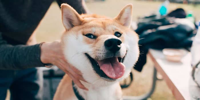 Shiba inu coin is getting its boost from sophisticated crypto traders associated with 'smart money' wallet addresses