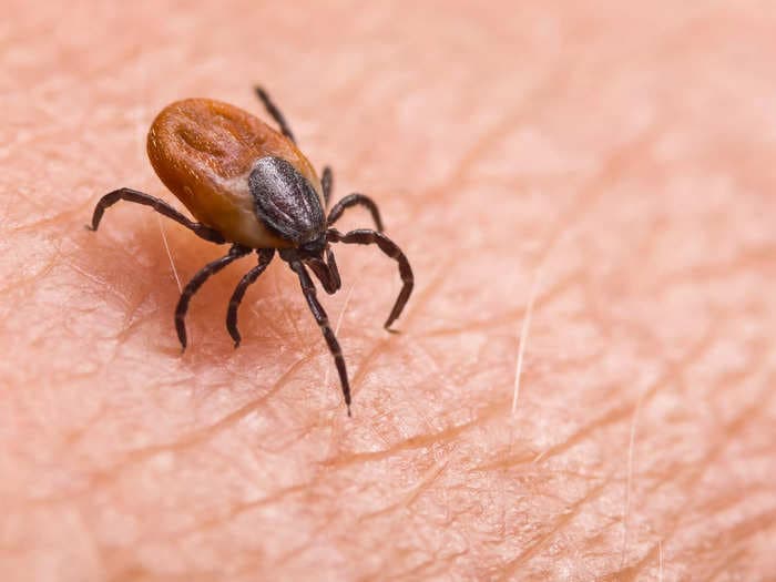 The US had a Lyme disease vaccine decades ago - but the CDC, lawsuits, and conspiracy theories derailed it