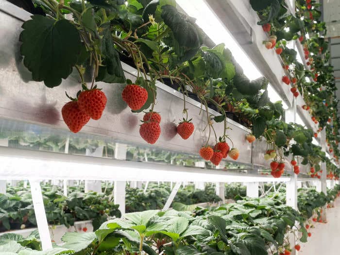 See how these rare, $50 'luxury' strawberries are grown in vertical farms designed to replicate the Japanese Alps with bees and AI robots