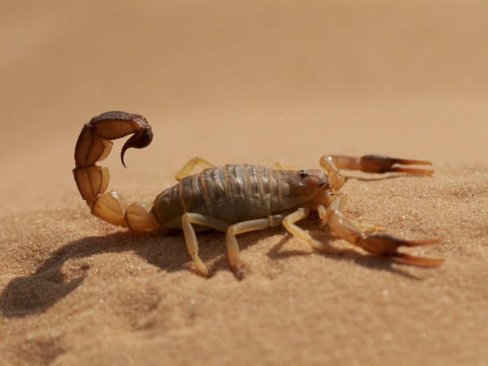 Intense storms in Egypt unleashed a massive swarm of scorpions from their nests, stinging 450 people and killing 3