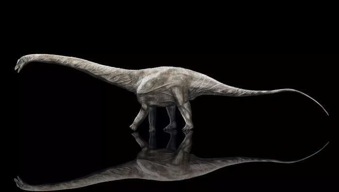 Scientists crowned the world's longest dinosaur — a Supersaurus longer than 3 school buses from nose to tail