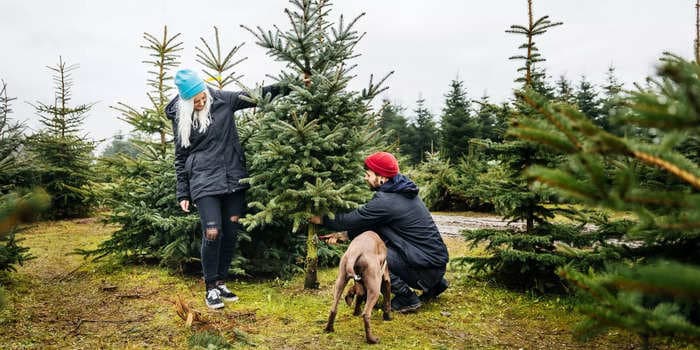 How to safely and legally cut down your own Christmas tree