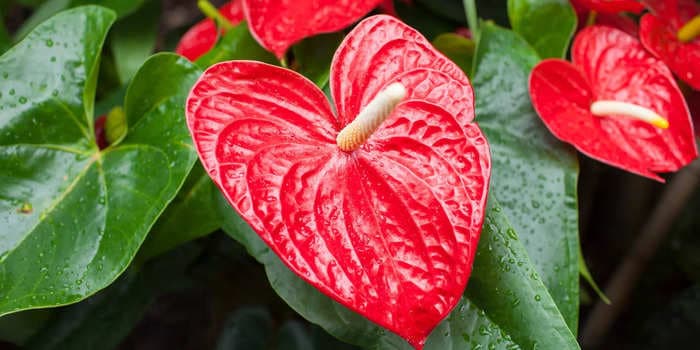 How to grow and care for an anthurium plant