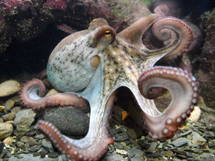 Octopuses, crabs, and lobsters will be recognized as 'sentient beings' in UK after a review concluded they feel pain and distress