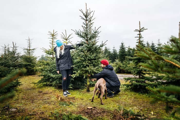 Get ready to pay up to 30% more for your Christmas tree this year: report