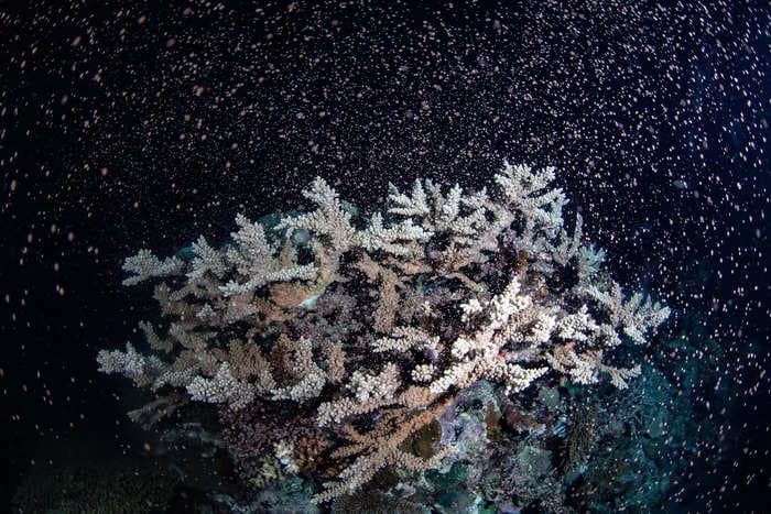 Photos from the Great Barrier Reef show corals unleashing a colorful storm of eggs and sperm