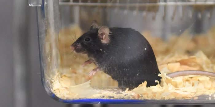 A lab worker at Taiwan's leading research institute tested positive for COVID-19 after a mouse that had been infected with the virus bit her