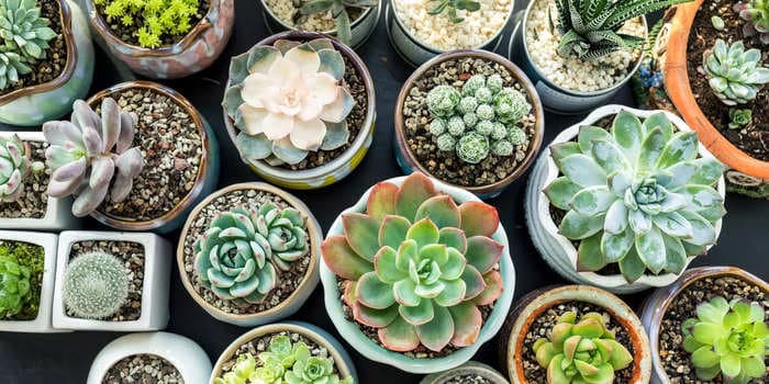 3 easy ways to propagate succulents to get more plants at no cost