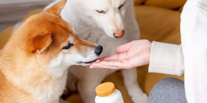 How to use Benadryl to help your dog with allergies, anxiety, and more