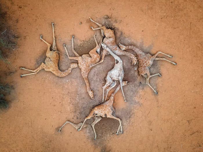 Heartbreaking photo of dead giraffes in Kenya show effects of a year-long drought